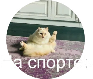 💪 d3f684c8 На спорте! chat, drôle, exercice, sport, animal whatsapp sticker