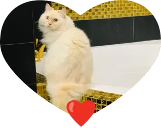 ❤ d5a91c13 chat, cœur, animal de compagnie, mignon, animal, chat domestique, doux, chaton whatsapp sticker