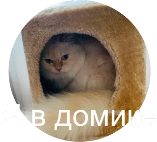 😮 dcc1ca96 Я В ДОМИКЕ chat, maison, cosy, russe, mème whatsapp sticker