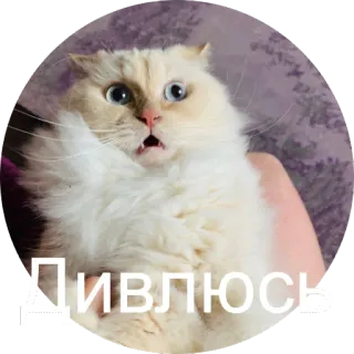 😮 e1e26740 Дивлюсь chat, choqué, drôle, animal, mème, mignon whatsapp sticker