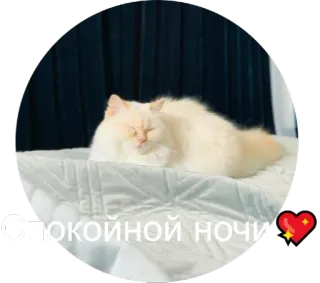💤 ec7ee2db СПОКОЙНОЙ НОЧИ chat, dormir, bonne nuit, mignon, animal de compagnie, animal whatsapp sticker
