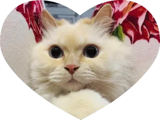 ❤ f37ff226 chat, cœur, mignon, animal, animal de compagnie, domestique, chaton, félin whatsapp sticker