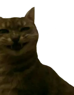 😅 2ffe5bcf gato, animal, animal de estimação, felino telegram sticker