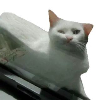 😕 39b7a957 gato, gato branco, animal, animal de estimação, animal doméstico, felino telegram sticker
