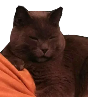 😏 39fd021e gato, animal, animal de estimação, fofo, doméstico, felino telegram sticker