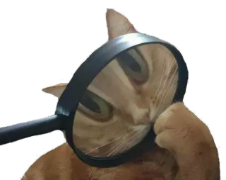 ❓ 5278aa80 gato, lupa, pensando, curioso, meme telegram sticker