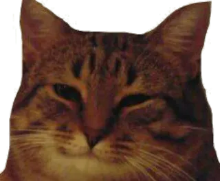 😊 86a6d337 gato, animal de estimação, animal, felino, gato doméstico telegram sticker