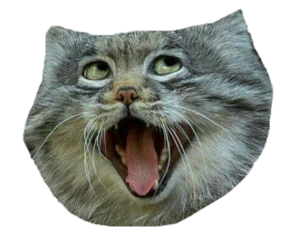 😃 87691111 gato, manul, gato-de-pallas, bocejo, animal, gato selvagem, adesivo telegram sticker