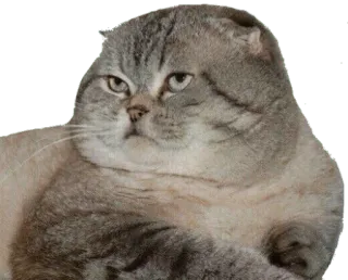 😒 8ac3b3b6 gato, scottish fold, animal, animal de estimação, meme, engraçado, fofo, cinza telegram sticker
