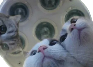 🚑 95000cfc gato, gatinho, fofo, animal, animal de estimação, gatos telegram sticker