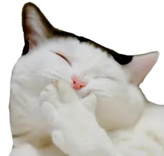 🙊 9bbbab40 gato, rindo, animal, fofo, engraçado, adesivo telegram sticker