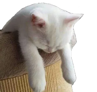 😞 bd126239 gato, dormindo, gato branco, animal de estimação, animal, gato doméstico telegram sticker