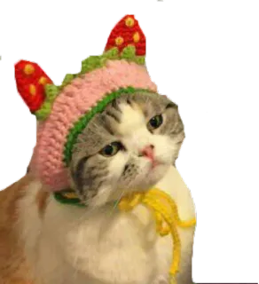 😒 e44b8446 gato, animal, morango, chapéu, fofo, animal de estimação telegram sticker