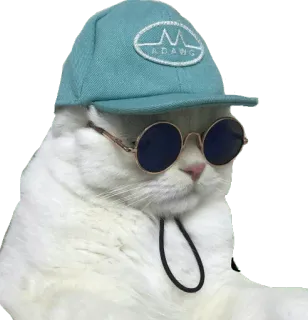 😒 f8ab321d ADANG gato, óculos de sol, chapéu, legal, animal, animal de estimação telegram sticker