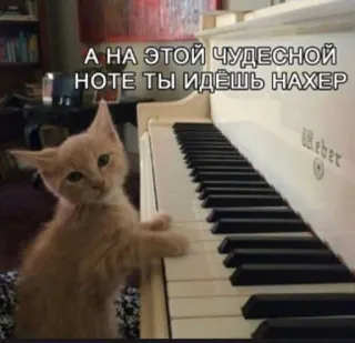 🙂 03f035dd А НА ЭТОЙ ЧУДЕСНОЙ НОТЕ ТЫ ИДЁШЬ НАХЕР 猫, 钢琴, 冒犯, 动物, 音乐 telegram sticker