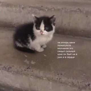 😐 05a64b34 не игнорь меня
пожалуйста
молчание это
самый сильный
крик он бьет не в
уши а в сердце 小猫, 猫, 可爱, 难过, 楼梯 telegram sticker