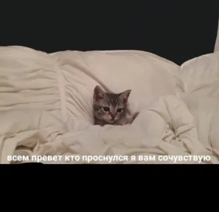 👋 08bf9c1e всем привет кто проснулся я вам сочувствую 猫, 小猫, 床, 可爱, 悲伤 telegram sticker