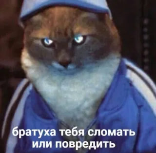 😠 17a36b70 братуха тебя сломать или повредить 猫, 俄罗斯, 表情包, 运动, 运动服 telegram sticker