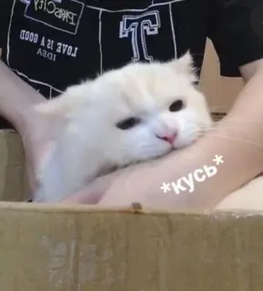 🙂 25a52468 *kycb* 猫, 盒子, 可爱, 动物, 宠物 telegram sticker