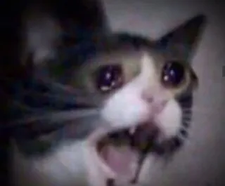 🥺 303c6a51 猫, 哭, 梗, 动物, 悲伤, 难过 telegram sticker