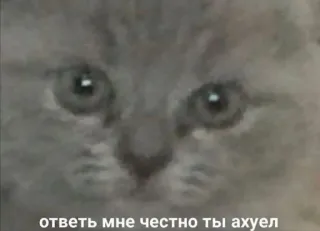 😐 399040c9 ответь мне честно ты ахуел 猫, 动物, 表情包, 俄语 telegram sticker