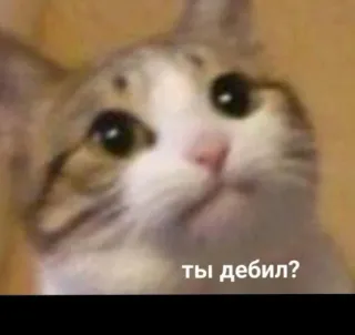😐 446f1ddc ты дебил? 猫, 搞笑, 梗, 问题, 动物 telegram sticker