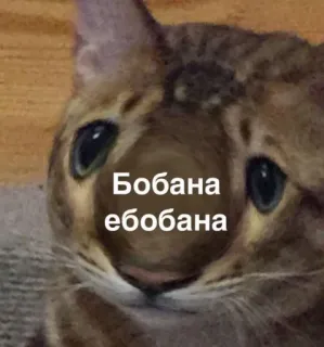 😐 458525b8 Бобана ебобана 猫, 悲伤, 梗, 动物, 哭 telegram sticker