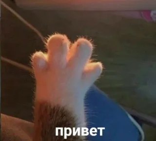 👋 4f5d37bd привет 猫, 爪子, 你好, 可爱, 俄语 telegram sticker