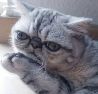 😐 51566a94 猫, 动物, 可爱, 灰色 telegram sticker