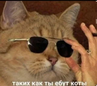 😎 52de9ea4 таких как ты ебут коты 猫, 太阳镜, 俄语, 冒犯 telegram sticker