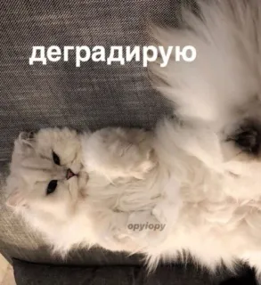 😐 538bb539 деградирую 猫, 懒, 白色, 睡觉, 蓬松 telegram sticker