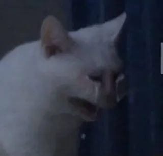 😭 5862833c 猫, 伤心, 哭泣, 动物, 白色 telegram sticker