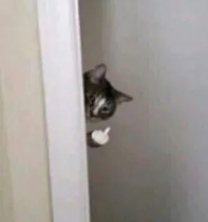 🖕 63bc9e97 猫, 中指, 冒犯, 动物 telegram sticker