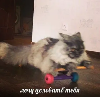 😘 677239d5 лечу целовать тебя 猫, 滑板, 可爱, 宠物, 动物 telegram sticker