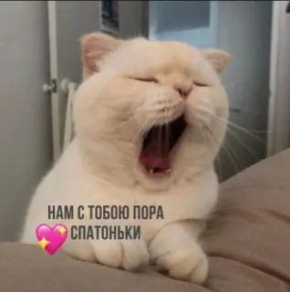 ✨ 680a98df НАМ С ТОБОЮ ПОРА СПАТОНЬКИ 猫, 打哈欠, 困, 可爱, 动物 telegram sticker