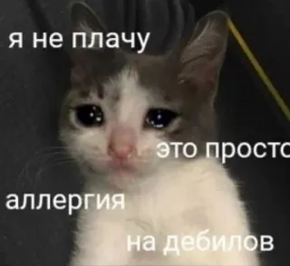 😭 6b91633d я не плачу это просто аллергия на дебилов 猫, 哭, 过敏, 梗 telegram sticker