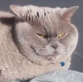 😡 6e3fea4e 猫, 动物, 宠物, 猫科动物, 英国短毛猫, 家猫 telegram sticker