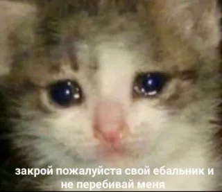 😭 73d32bfd закрой пожалуйста свой ебальник и не перебивай меня 猫, 难过, 哭泣, 小猫, 冒犯 telegram sticker