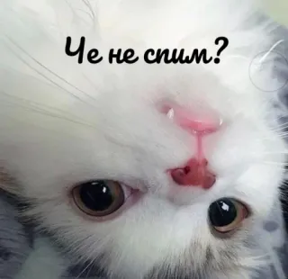 🙃 7a94e352 Че не спим? 猫, 困, 俄语, 可爱, 小猫 telegram sticker