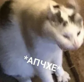😐 80c8584f *АПЧХЕ* 猫, 打喷嚏, 动物, 搞笑 telegram sticker