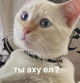 😑 8560cd66 ты аху ел? 猫, 动物, 表情包, 搞笑, 贴纸 telegram sticker