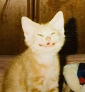 😁 8839eadf 猫, 小猫, 动物, 宠物, 可爱, 微笑 telegram sticker