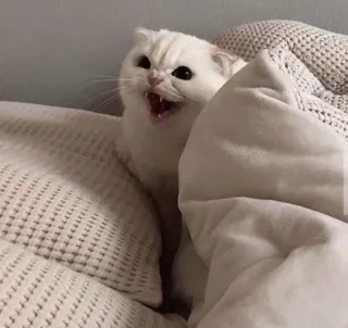 😡 89c21628 猫, 生气, 动物, 猫科, 白色 telegram sticker