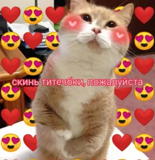 🙂 997dc10d скинь титечки, пожалуйста 猫, 心, 表情符号, 动物, 可爱 telegram sticker