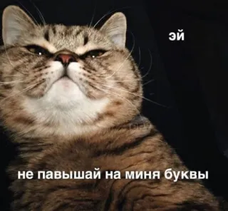 😑 9f08790d эй
не павышай на миня буквы 猫, 动物, 表情包, 搞笑, 俄语 telegram sticker