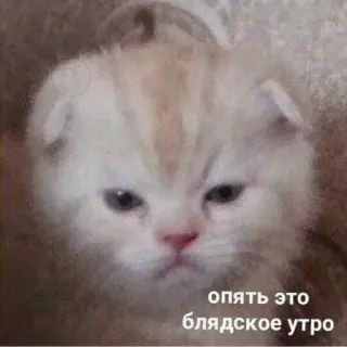 😞 a65ce3f2 опять это блядское утро 猫, 生气, 表情包, 俄语, 早上 telegram sticker