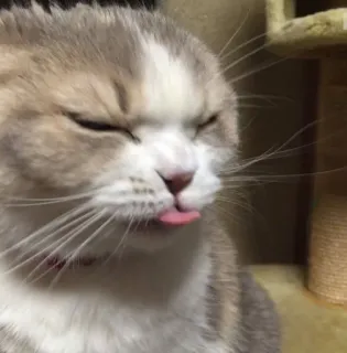 😝 a6df1ac6 猫, 可爱, 动物, 舌头, 宠物 telegram sticker