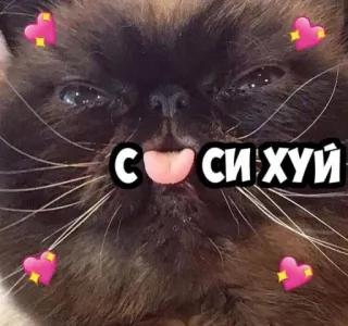 🖕 a9003221 СИХУЙ 猫, 搞笑, 冒犯, 动物, 贴纸 telegram sticker