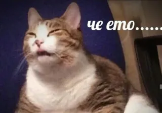 🤨 afc5051f че ето...... 猫, 表情包, 俄语, 问题 telegram sticker