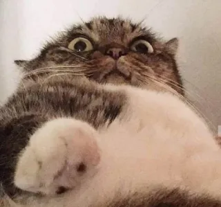 😳 b3abd1ec 猫, 害怕, 动物, 宠物, 瞪大眼睛 telegram sticker
